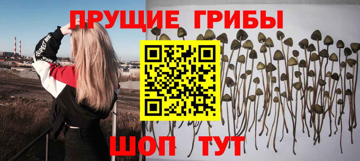 сколько стоит  Псилоцибиновые грибы мицелий  Вход с VPN  Тверь 